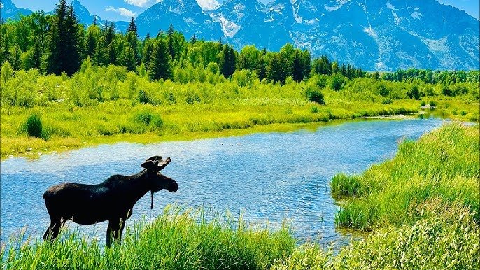 Top 15 Tourist Destinations in the USA to Visit in 2025 8 Yellowstone National Park Wyoming Nature’s Untamed Masterpiece