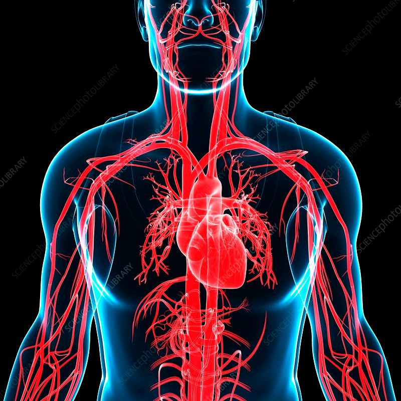 Diagram showing Blood, Heart and Circulation System