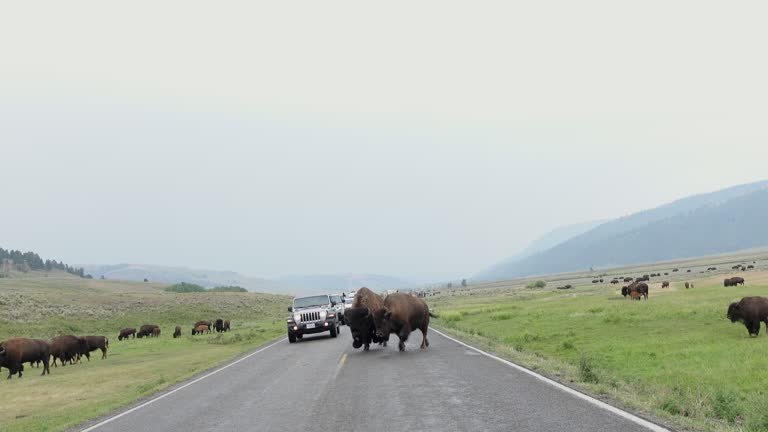 Yellowstone National Park America’s wildlife bison herd
