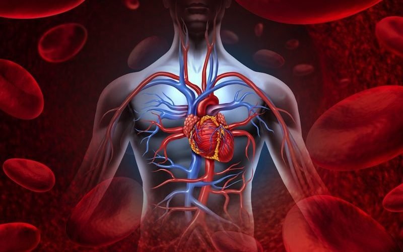 Blood, Heart and Circulation